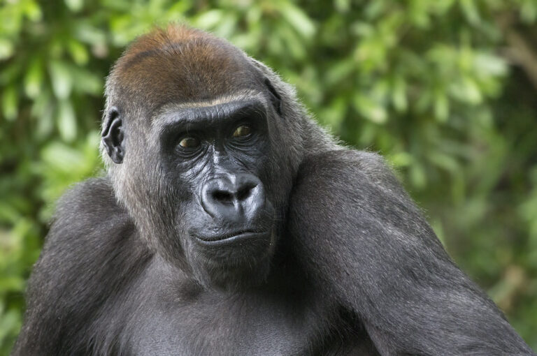 Cameroon