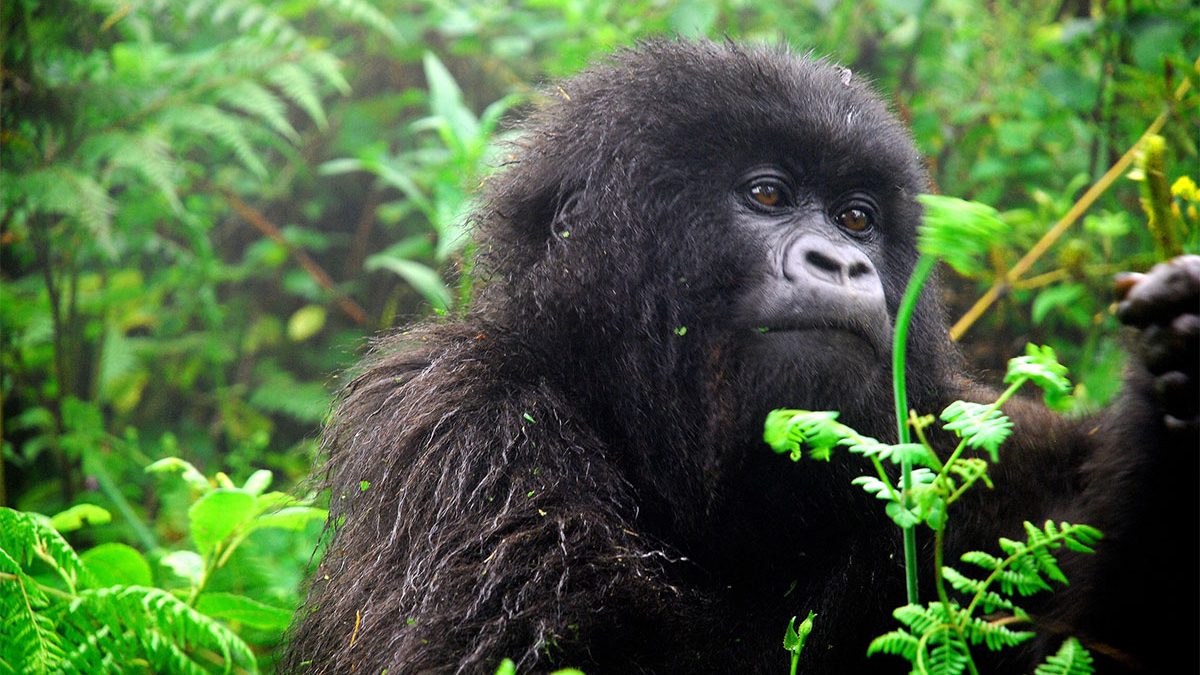 Gorilla Trekking Permits: Uganda vs Rwanda vs Congo Compared