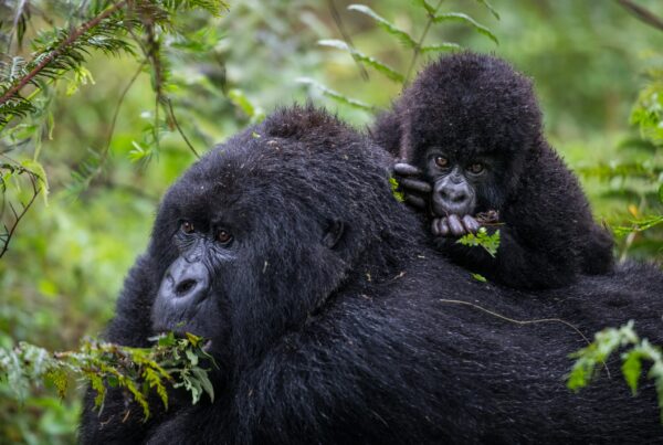 What Are Gorillas?