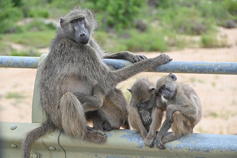 Baboons: A Complete Guide for First-Time Safari Travelers