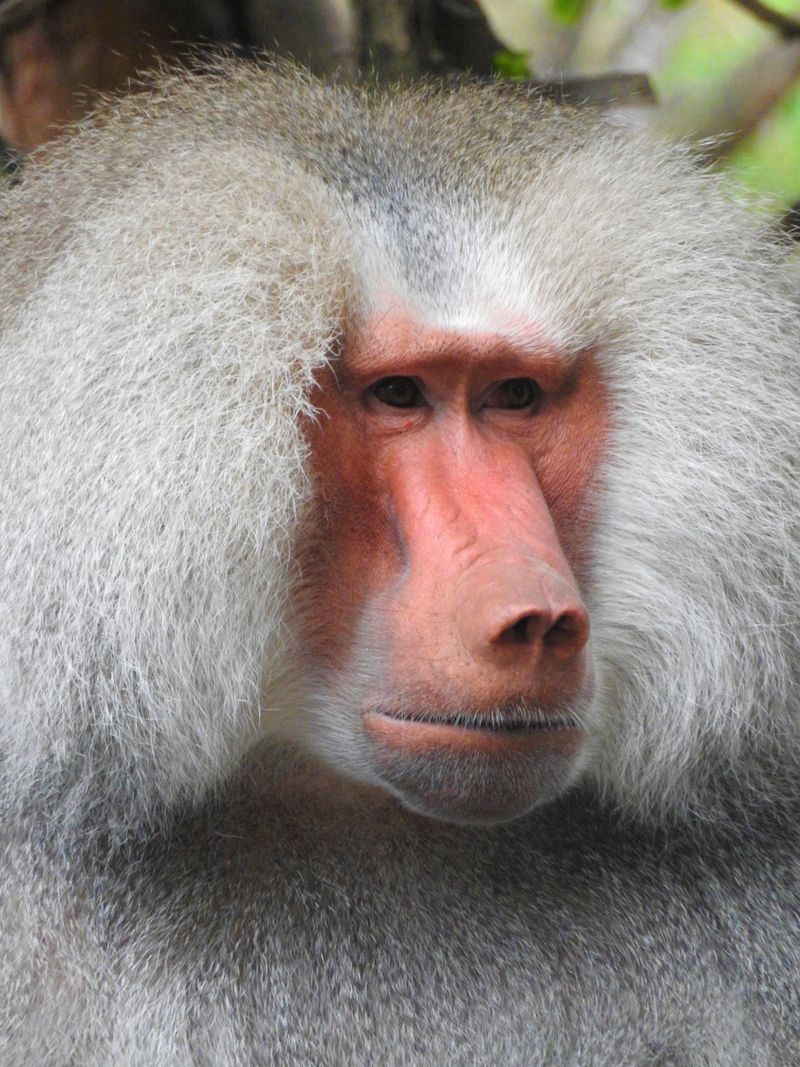 Baboon Portrait Savannah