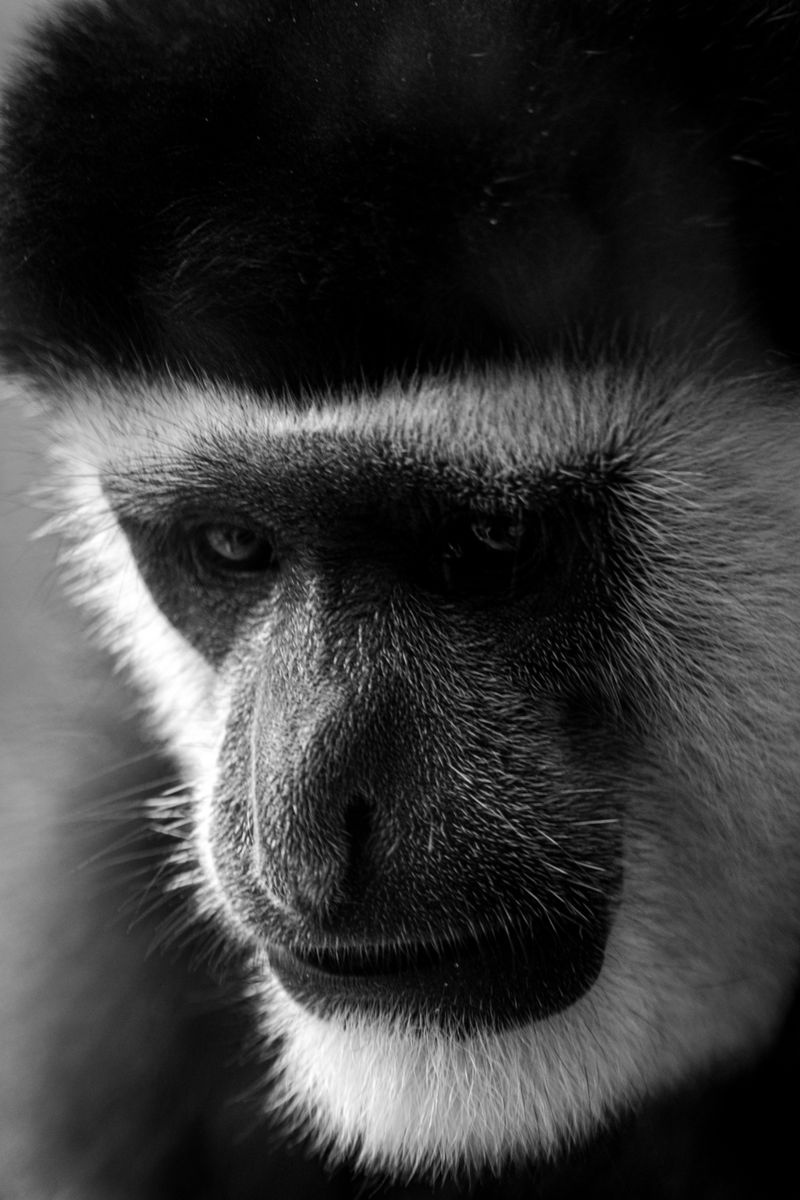 Black and White Colobus Monkey