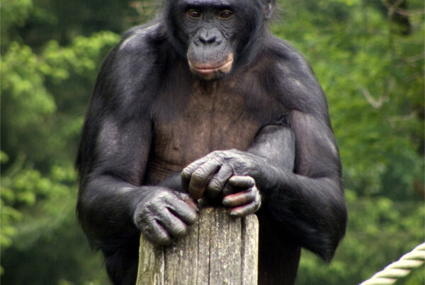 Bonobo Portrait
