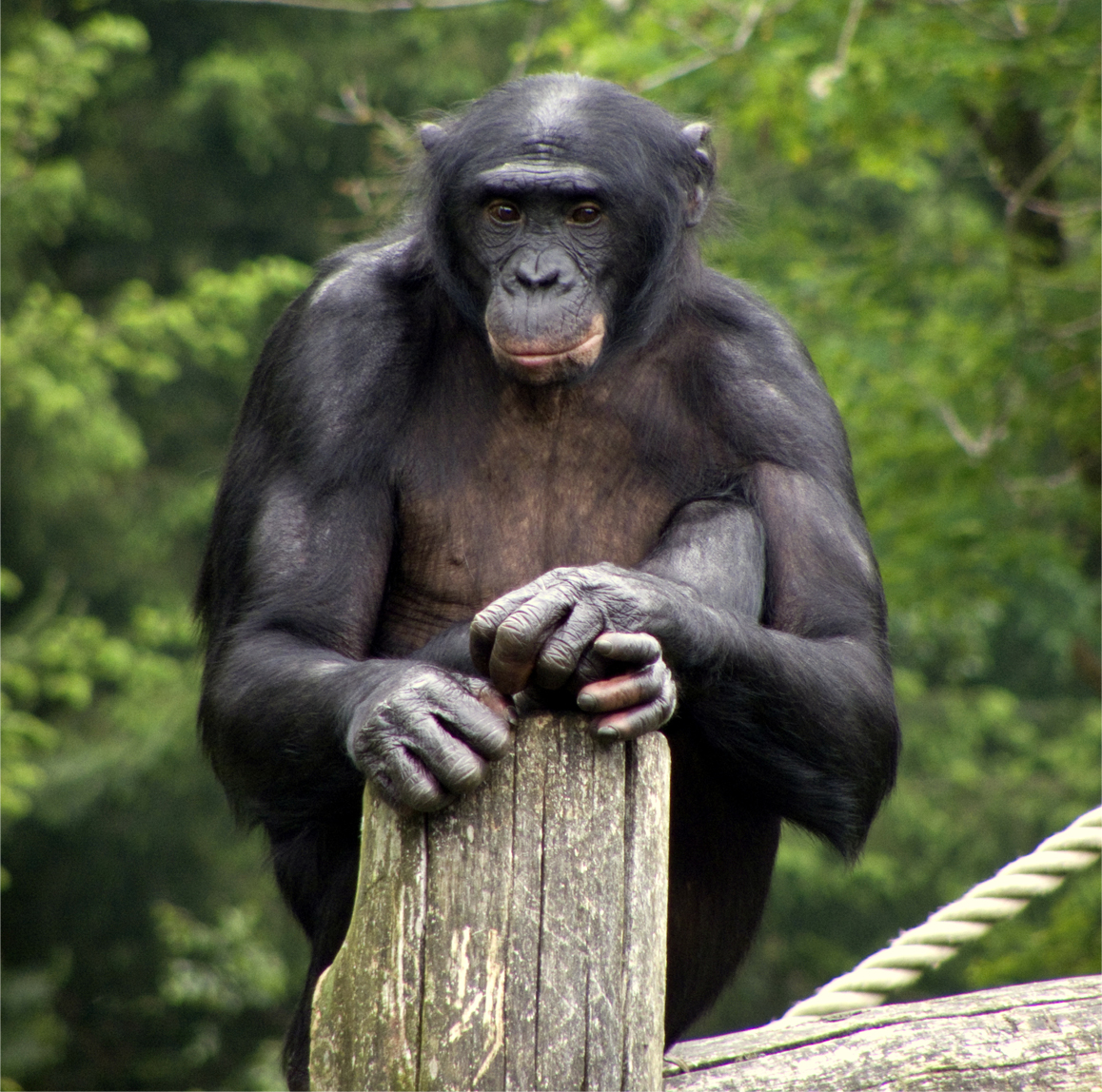 Bonobos: A Complete Guide for First-Time Safari Travelers