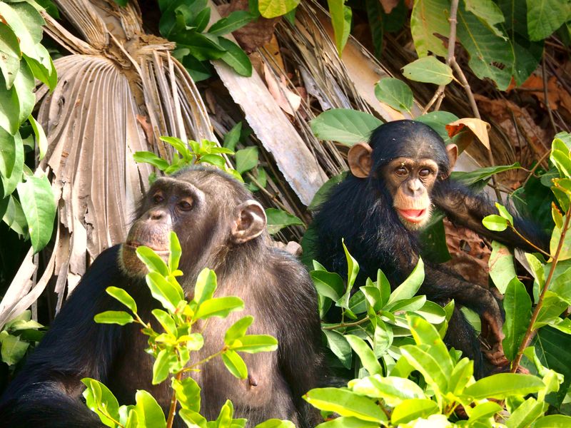 Chimpanzee Mother and Infant