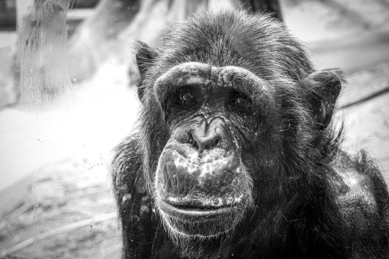 Chimpanzees: A Complete Guide for First-Time Safari Travelers