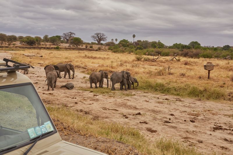 Elephant Herd Safari Tanzania