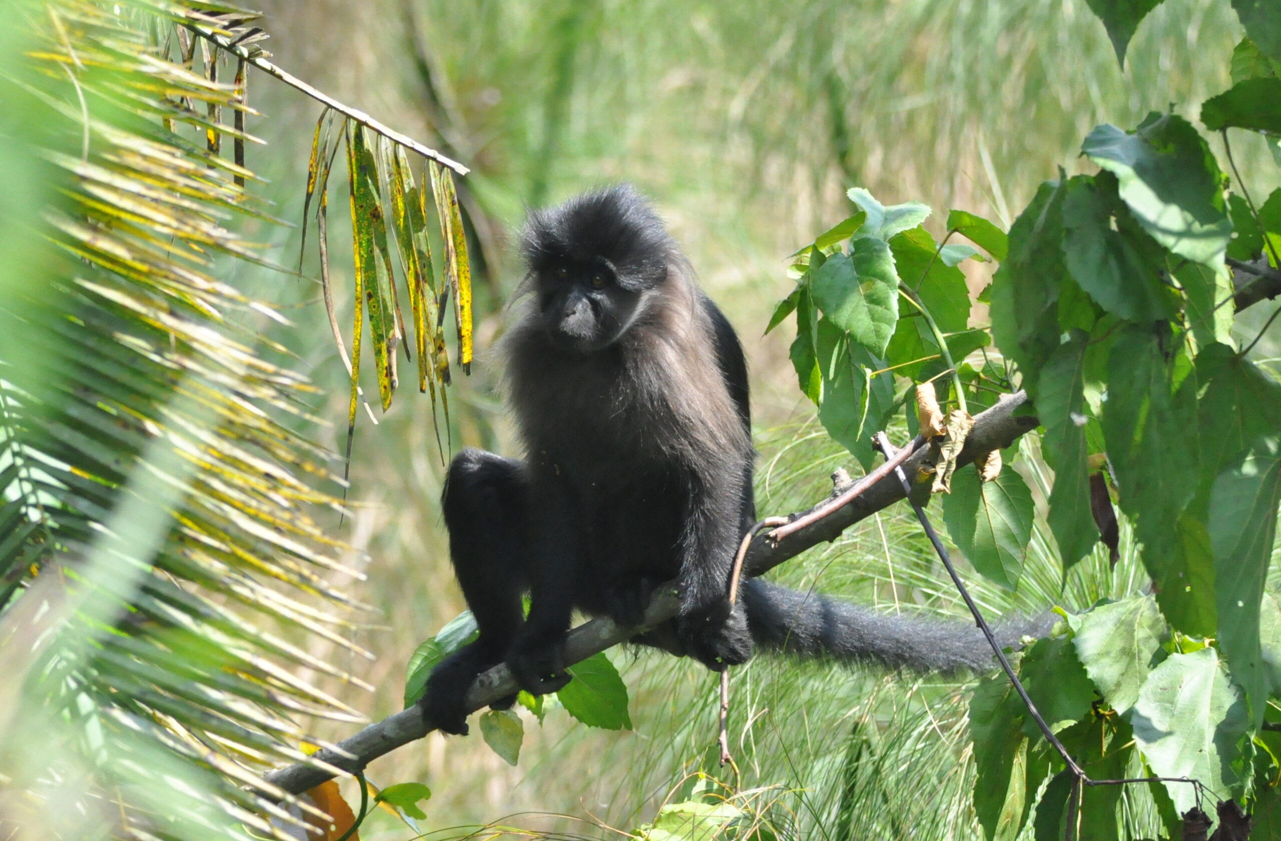 What Makes Grey-Cheeked Mangabeys One of Africa’s Most Fascinating Primates?