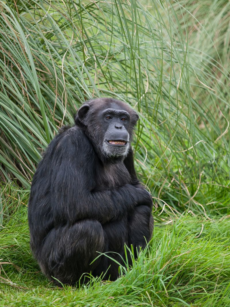 Habituated Chimpanzee Resting