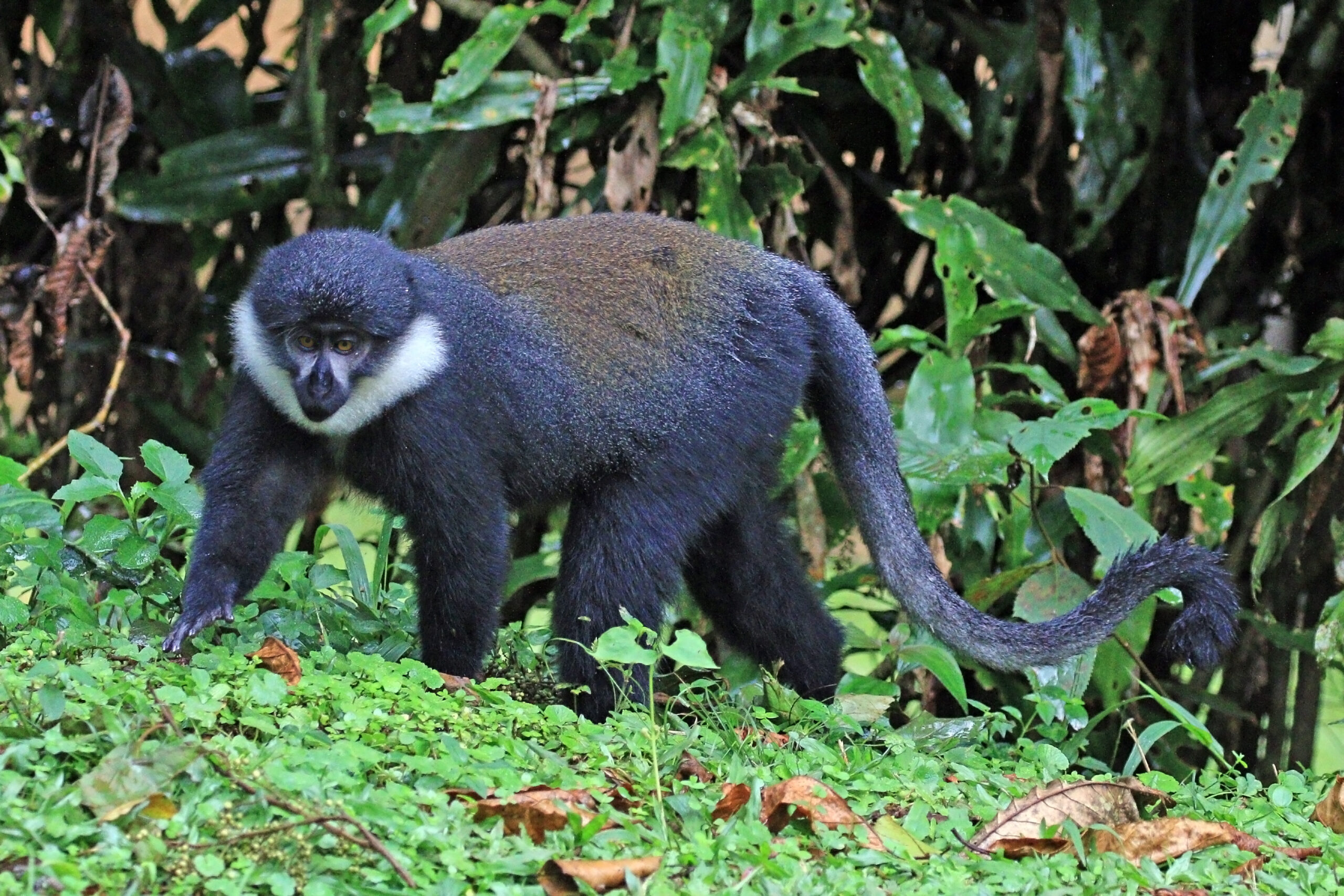 What Makes L’Hoest’s Monkeys One of Africa’s Most Fascinating Primates?