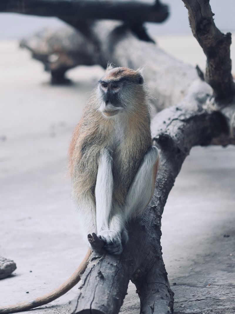 What Makes Patas Monkeys One of Africa’s Most Fascinating Primates?