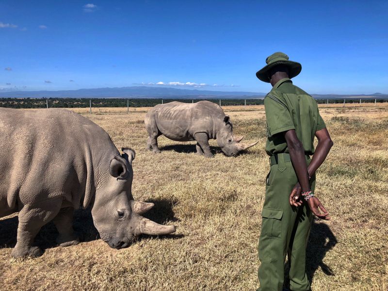 Ranger with Rhinos Kenya Conservation