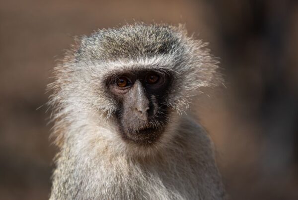 Vervet Monkey Close Portrait