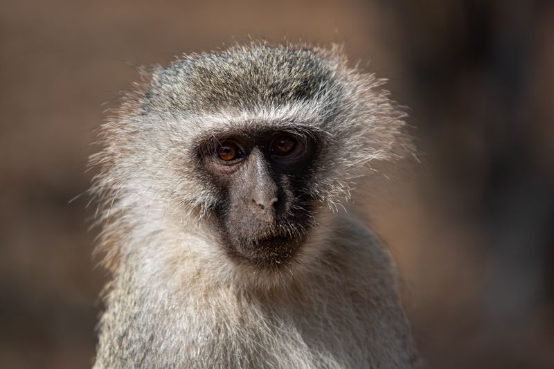 Vervet Monkeys: A Complete Guide for First-Time Safari Travelers