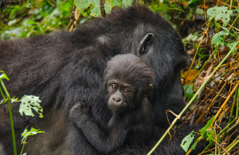 Mountain Gorilla Trekking Tours