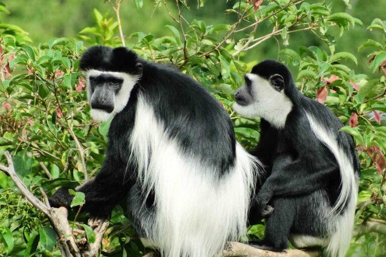 Forest Monkey Tracking and Nature Walk Tours
