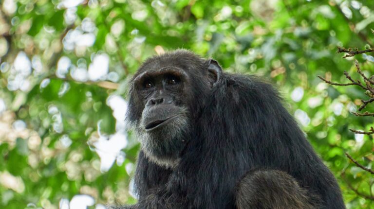 Chimpanzee Habituation Experience Tours