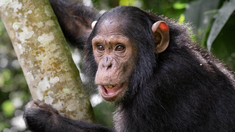 Chimpanzee Trekking Tours
