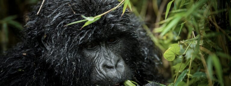 Democratic Republic of Congo
