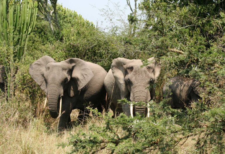 Primate and Wildlife Combination Safari Tours