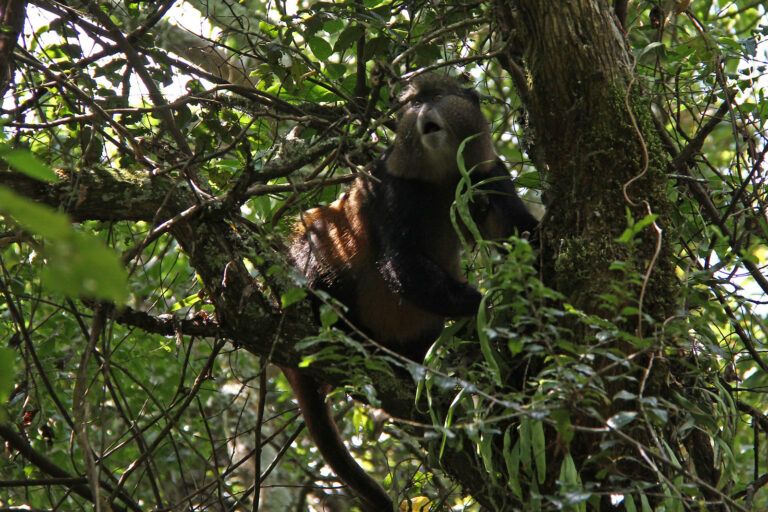 Golden Monkey Tracking Tours