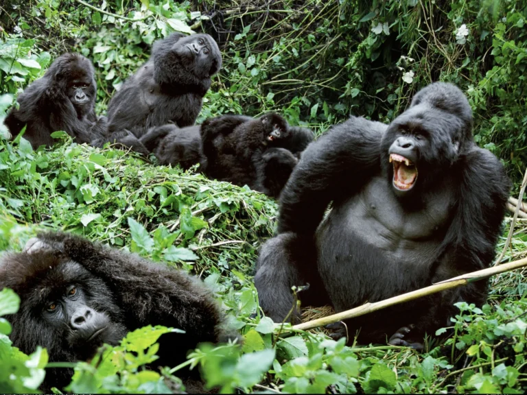 Gorilla Habituation Experience Tours
