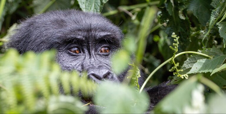 Primate Photography Tours