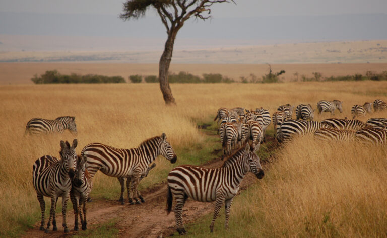 Kenya