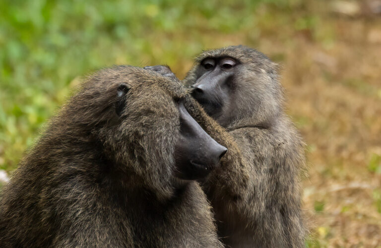 Baboon and Savannah Primate Observation Tours